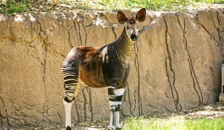San Antonio Zoo Mourns Epulu, Rare Okapi Whose Death Shakes Tiny Species Program