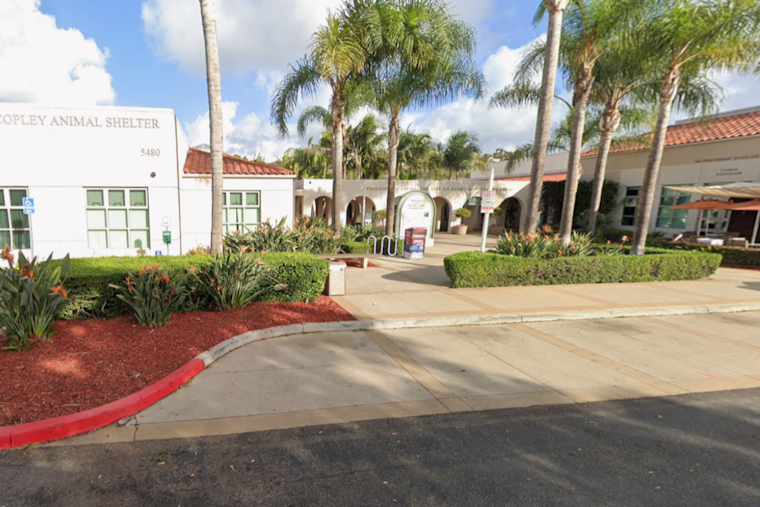 San Diego Shelters Waive All Adoption Fees Saturday as 750-Plus Pets Wait