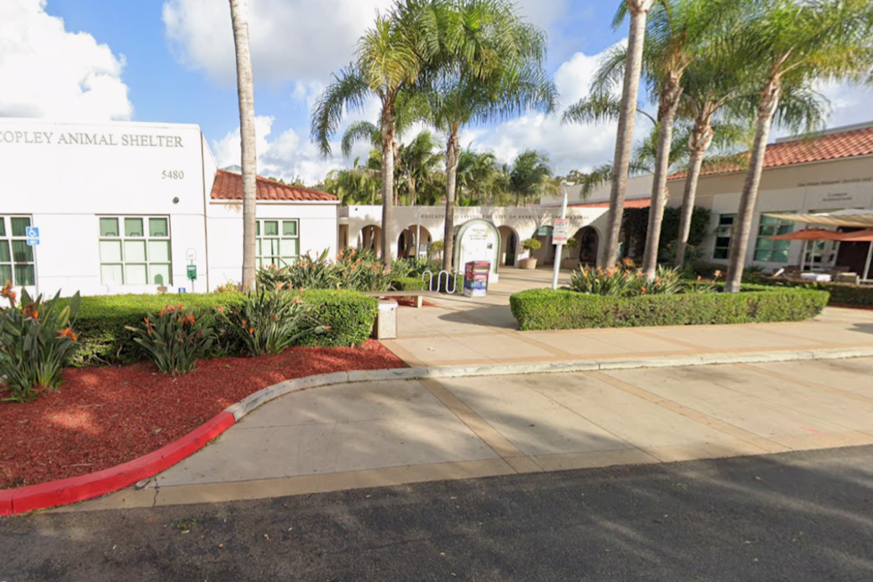 San Diego Shelters Waive All Adoption Fees Saturday as 750-Plus Pets Wait