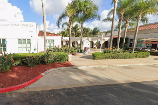 San Diego Shelters Waive All Adoption Fees Saturday as 750-Plus Pets Wait