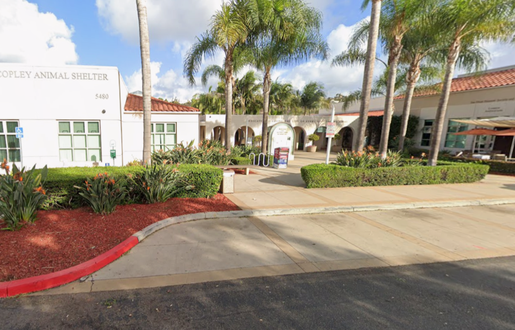 San Diego Shelters Waive All Adoption Fees Saturday as 750-Plus Pets Wait
