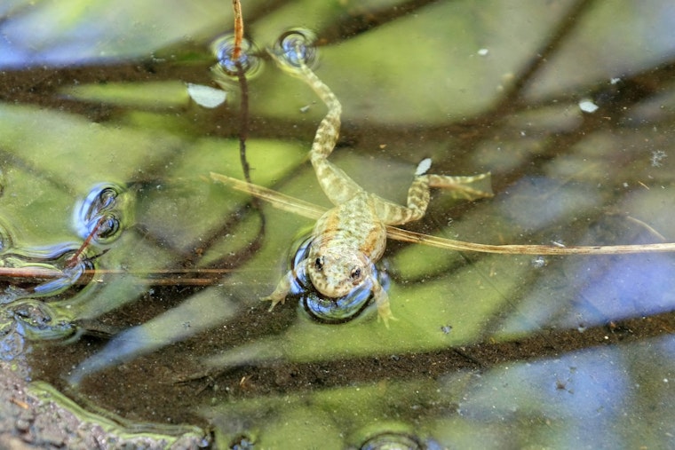 San Diego Zoo Releases 3,000 Endangered Frogs, But Full Recovery Still Years Away