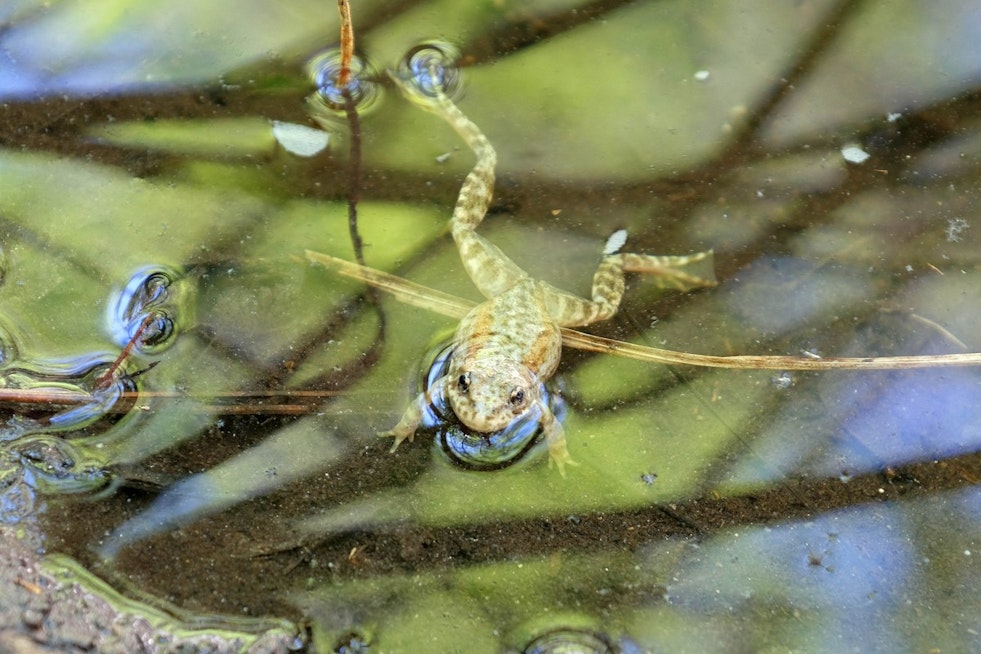 San Diego Zoo Releases 3,000 Endangered Frogs, But Full Recovery Still Years Away