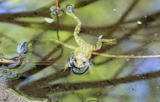 San Diego Zoo Releases 3,000 Endangered Frogs, But Full Recovery Still Years Away