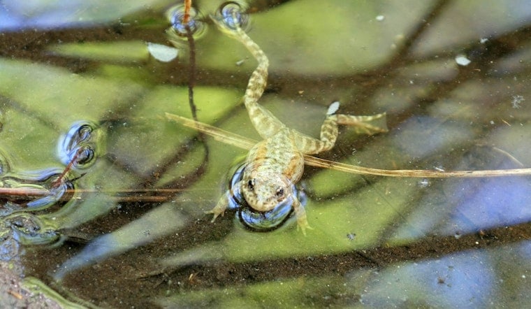 San Diego Zoo Releases 3,000 Endangered Frogs, But Full Recovery Still Years Away