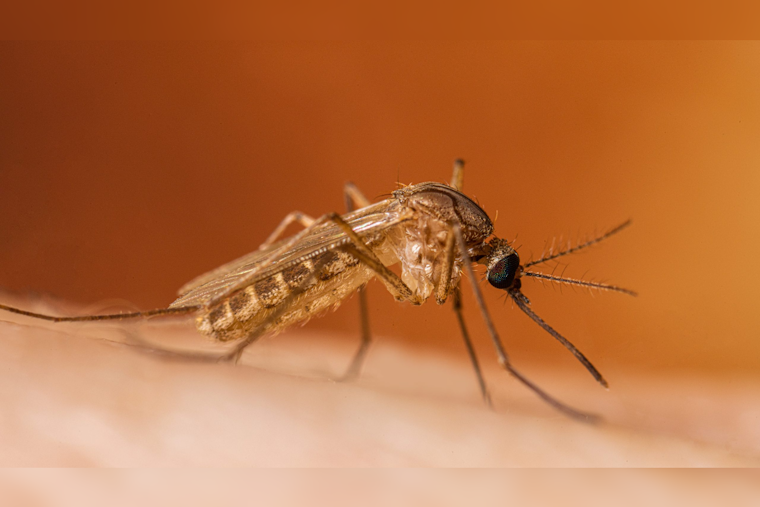 San Fernando Valley Resident Dies of West Nile as LA County Cases Surge Early
