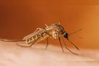 San Fernando Valley Resident Dies of West Nile as LA County Cases Surge Early