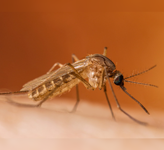 San Fernando Valley Resident Dies of West Nile as LA County Cases Surge Early