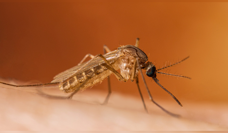 San Fernando Valley Resident Dies of West Nile as LA County Cases Surge Early