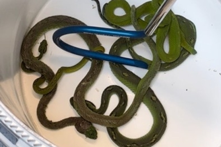 San Ysidro Border Bust Finds 69 Animals in Pillowcases, Three Caimans Die