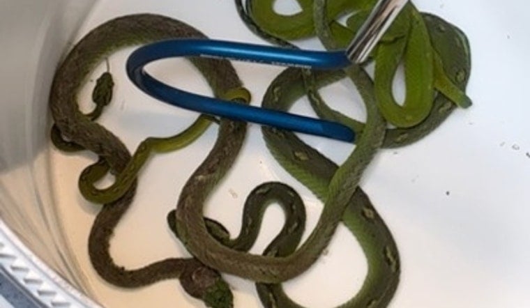 San Ysidro Border Bust Finds 69 Animals in Pillowcases, Three Caimans Die
