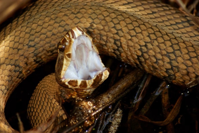 Sanger's Beloved Spider-Man Fights for Arm After Double Cottonmouth Bite