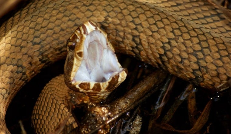 Sanger's Beloved Spider-Man Fights for Arm After Double Cottonmouth Bite