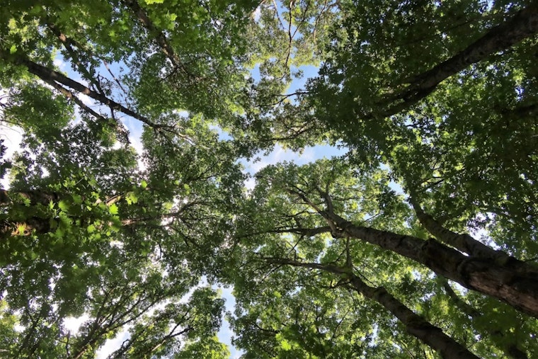 Santa Clara County Unveils 40-Year Plan to Reverse San Jose's Vanishing Tree Canopy