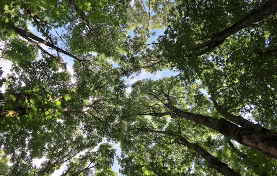 Santa Clara County Unveils 40-Year Plan to Reverse San Jose's Vanishing Tree Canopy