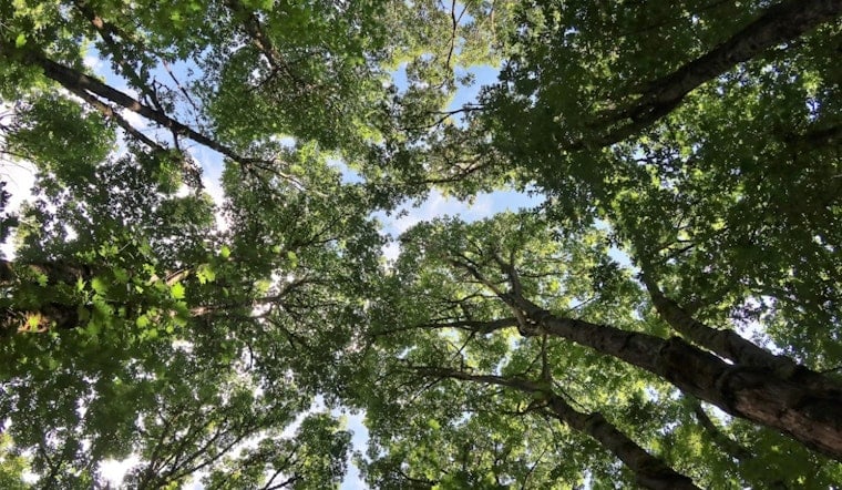 Santa Clara County Unveils 40-Year Plan to Reverse San Jose's Vanishing Tree Canopy