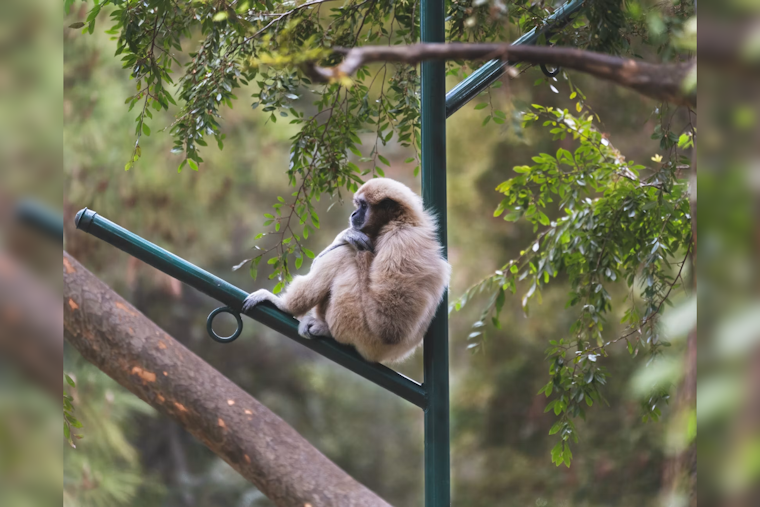Santa Clarita Sanctuary Keeps Rare Gibbons Singing After 50 Years