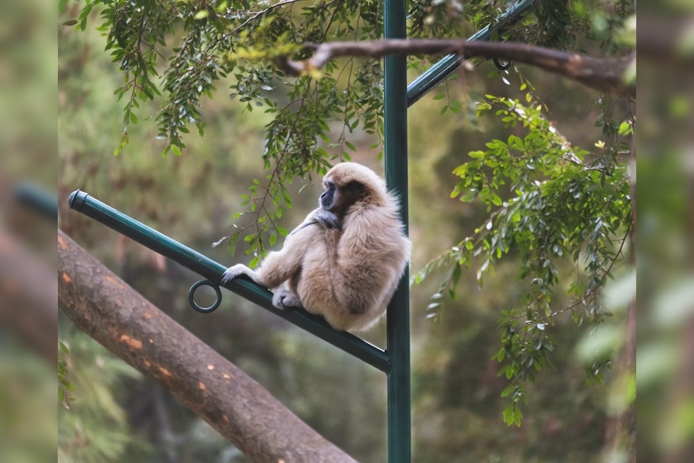 Santa Clarita Sanctuary Keeps Rare Gibbons Singing After 50 Years