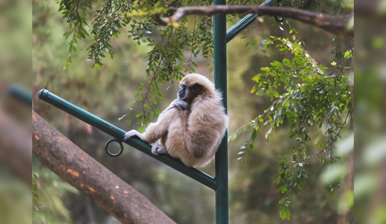 Santa Clarita Sanctuary Keeps Rare Gibbons Singing After 50 Years