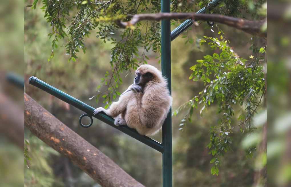 Santa Clarita Sanctuary Keeps Rare Gibbons Singing After 50 Years