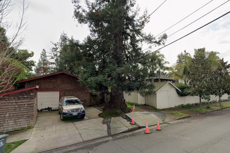 Santa Rosa's 75-Foot Redwood Rosie Faces Ax as Neighbors Fight to Save Her
