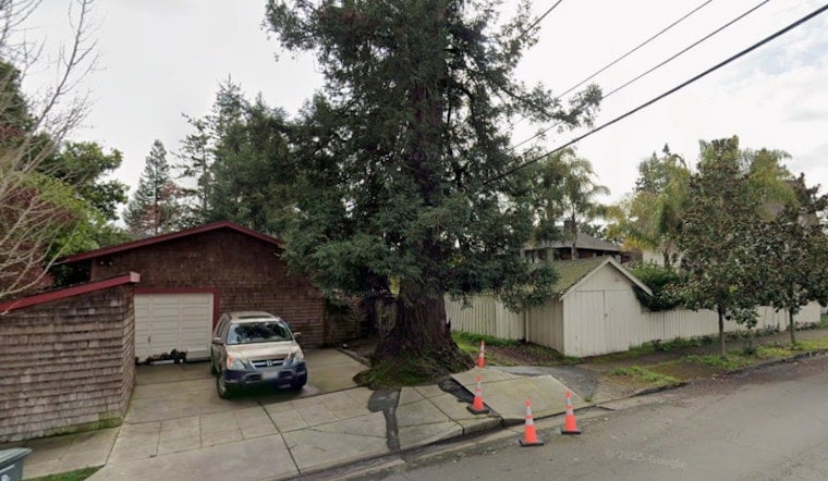 Santa Rosa's 75-Foot Redwood Rosie Faces Ax as Neighbors Fight to Save Her