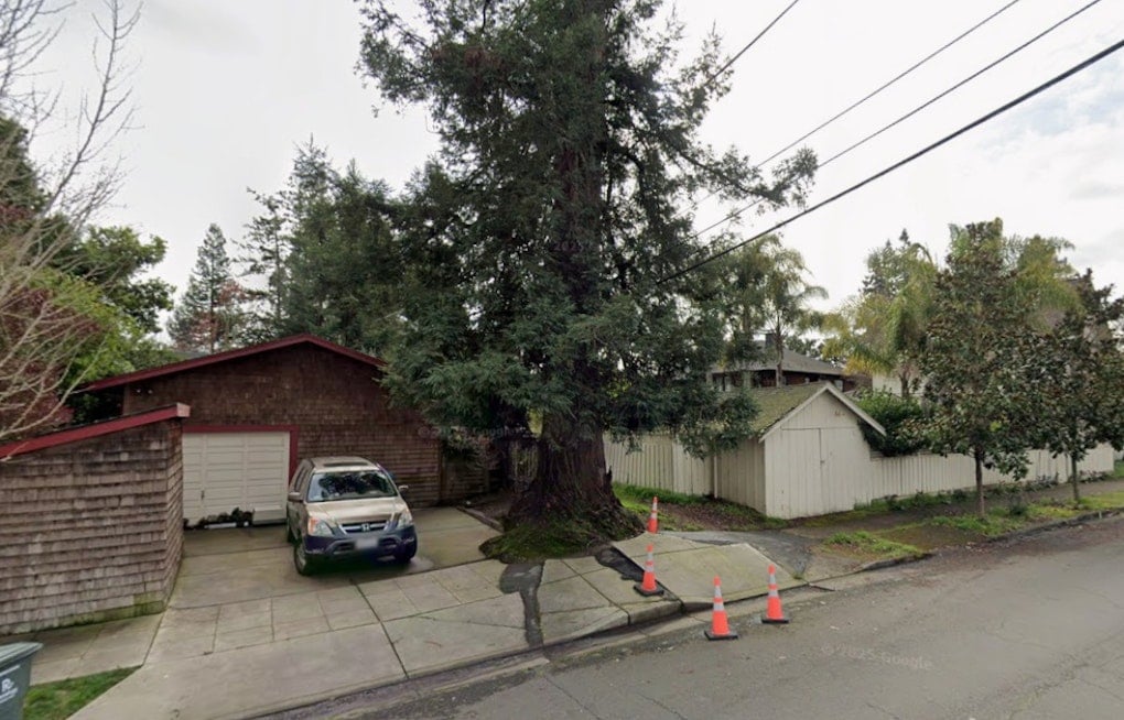 Santa Rosa's 75-Foot Redwood Rosie Faces Ax as Neighbors Fight to Save Her