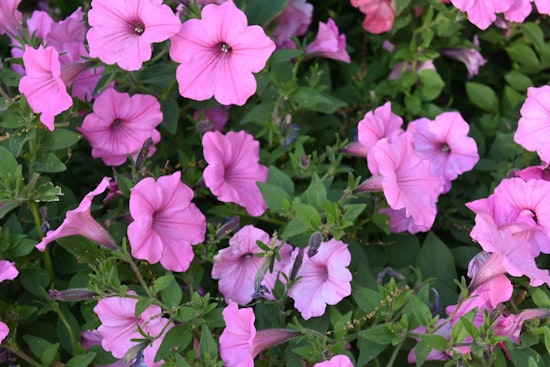 Sapulpa's 800-Foot Petunia Display Is Doing the Heavy Lifting for Route 66 Tourism
