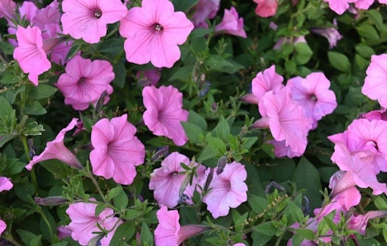 Sapulpa's 800-Foot Petunia Display Is Doing the Heavy Lifting for Route 66 Tourism