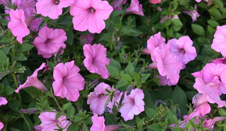 Sapulpa's 800-Foot Petunia Display Is Doing the Heavy Lifting for Route 66 Tourism