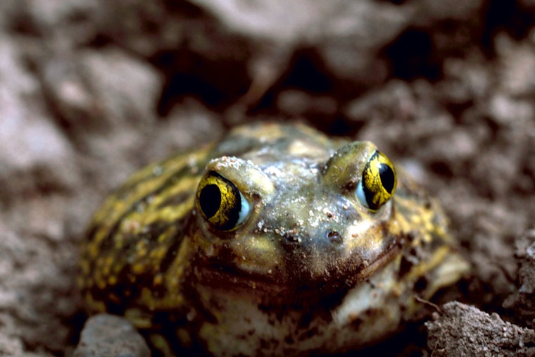 Scientists Unearth New Ice Age Toad Species Hiding in 1929 La Brea Bones