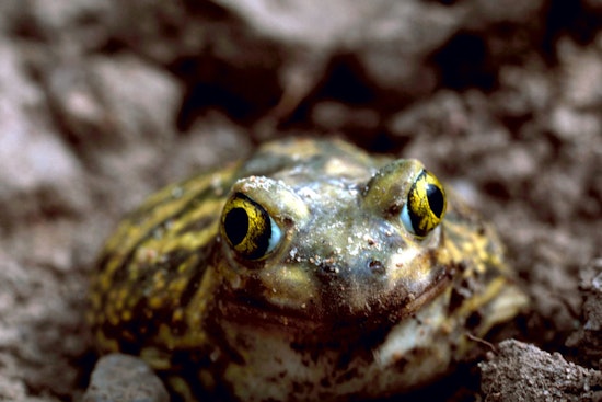 Scientists Unearth New Ice Age Toad Species Hiding in 1929 La Brea Bones