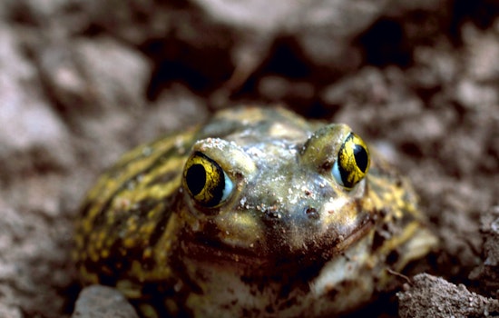 Scientists Unearth New Ice Age Toad Species Hiding in 1929 La Brea Bones