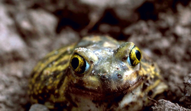 Scientists Unearth New Ice Age Toad Species Hiding in 1929 La Brea Bones
