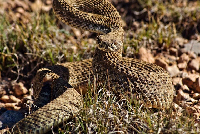 SDSU Students Hunt Rattlesnakes in Mission Trails Park, No Fear Required