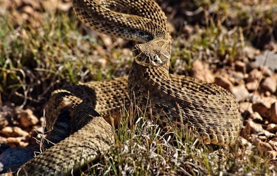 SDSU Students Hunt Rattlesnakes in Mission Trails Park, No Fear Required