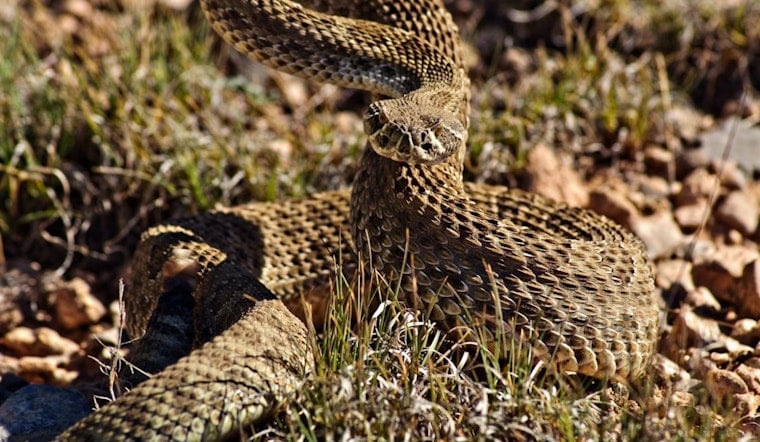 SDSU Students Hunt Rattlesnakes in Mission Trails Park, No Fear Required