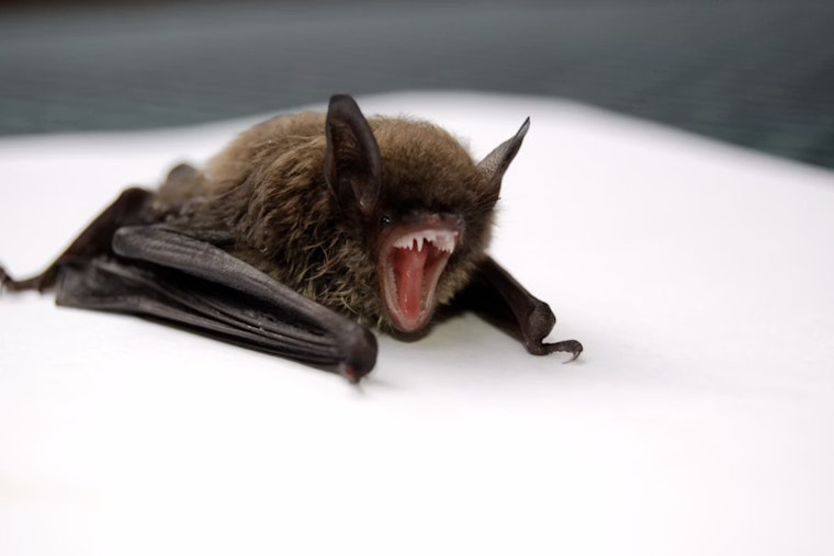 Seattle Writer Wakes To Bat In Bedroom, Endures Four Rabies Shots