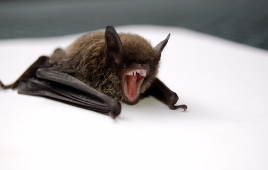 Seattle Writer Wakes To Bat In Bedroom, Endures Four Rabies Shots