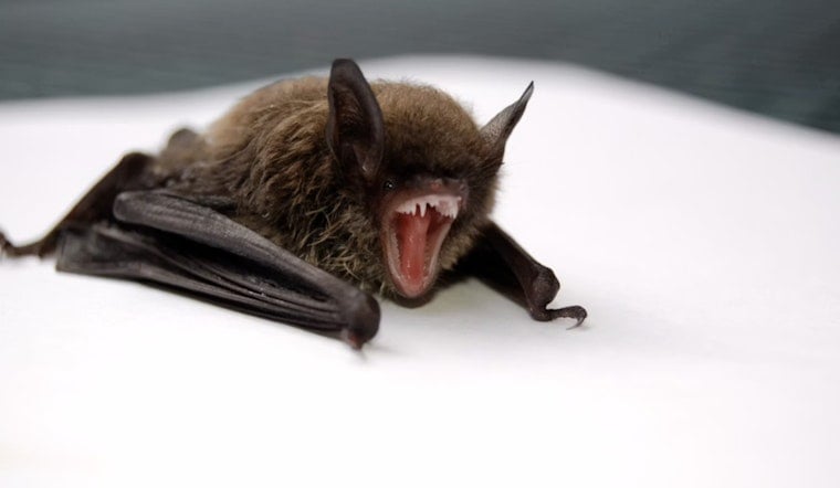 Seattle Writer Wakes To Bat In Bedroom, Endures Four Rabies Shots