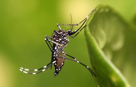 Second West Nile Case Hits Massachusetts as Seven Cities Go High-Risk