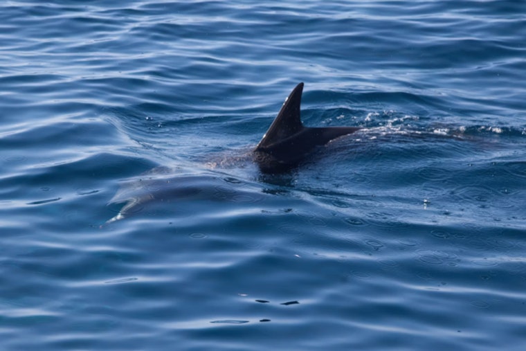 Shark Sighting Shuts Down Swimming at Cohasset's Sandy Beach