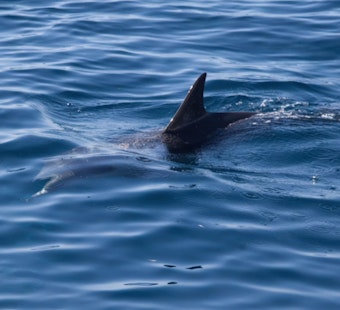 Shark Sighting Shuts Down Swimming at Cohasset's Sandy Beach