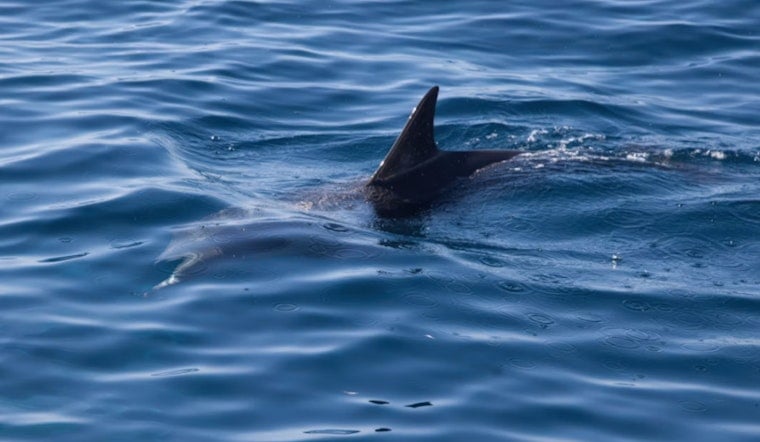 Shark Sighting Shuts Down Swimming at Cohasset's Sandy Beach