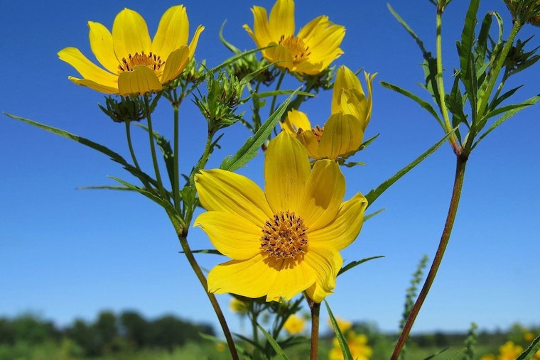 Shelby Bottoms Superbloom Nears Peak, Nashville Naturalists Beg Visitors to Stay Off the Meadow