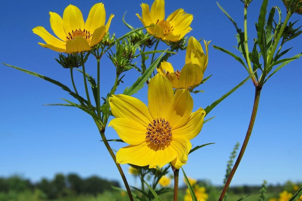 Shelby Bottoms Superbloom Nears Peak, Nashville Naturalists Beg Visitors to Stay Off the Meadow
