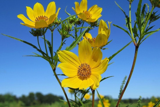 Shelby Bottoms Superbloom Nears Peak, Nashville Naturalists Beg Visitors to Stay Off the Meadow