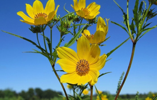 Shelby Bottoms Superbloom Nears Peak, Nashville Naturalists Beg Visitors to Stay Off the Meadow