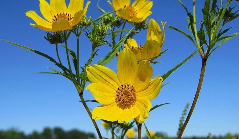 Shelby Bottoms Superbloom Nears Peak, Nashville Naturalists Beg Visitors to Stay Off the Meadow