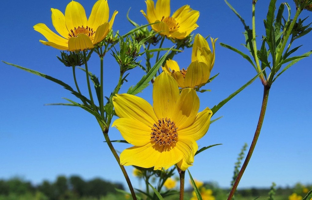 Shelby Bottoms Superbloom Nears Peak, Nashville Naturalists Beg Visitors to Stay Off the Meadow